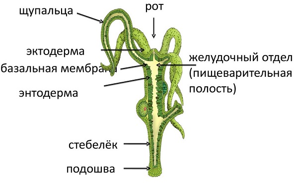 Кракен купить меф